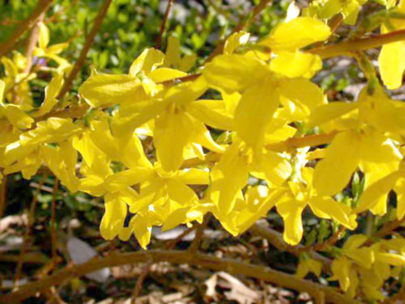 FORSYTHIA INT. MINIGOLD