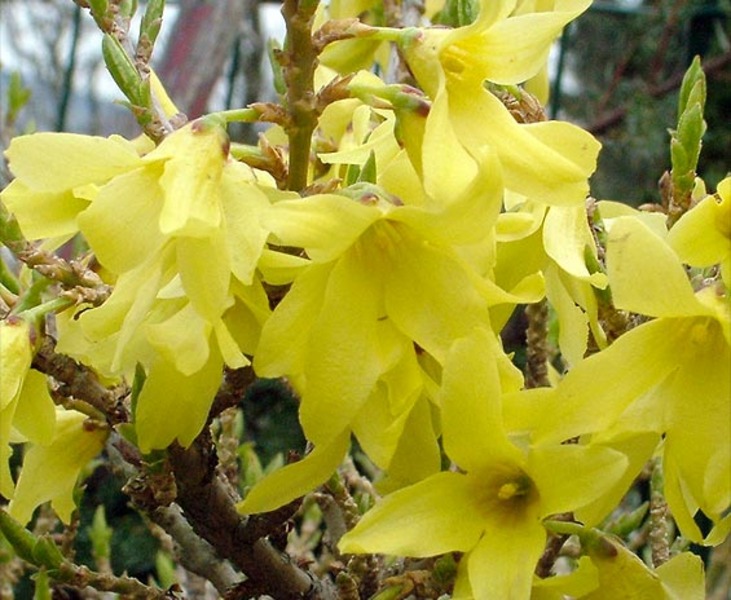 FORSYTHIA VIR. WEBER'S BRONX