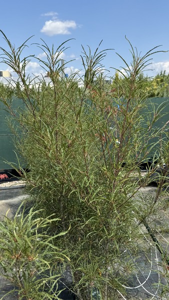 FRANGULA ALNUS FINE LINE