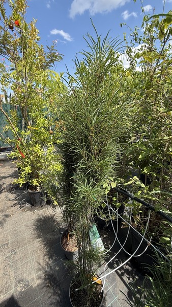 FRANGULA ALNUS ASPLENIFOLIA