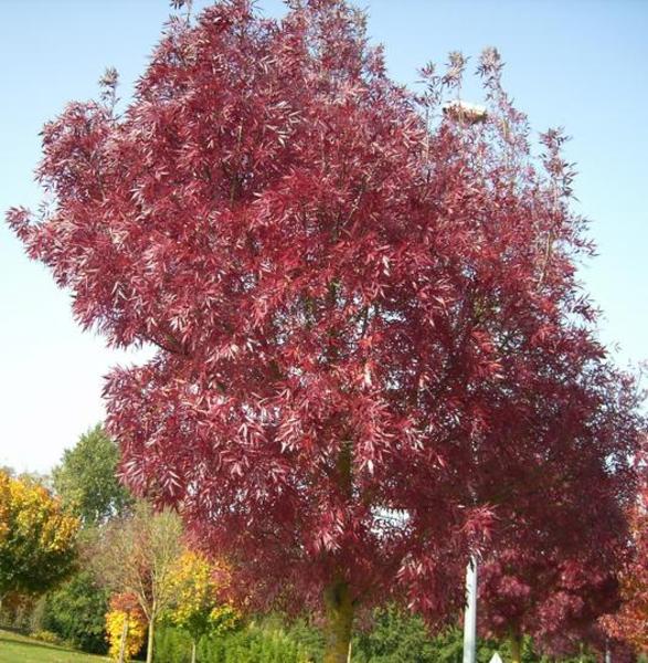 FRAXINUS ANGUSTIFOLIA RAYWOOD