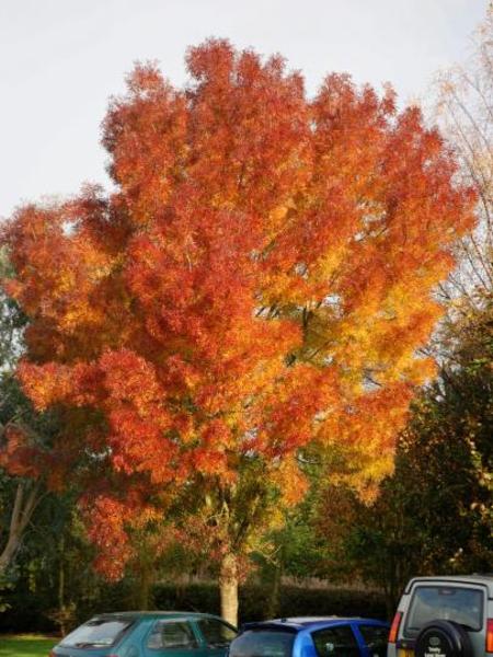 FRAXINUS ANGUSTIFOLIA RAYWOOD