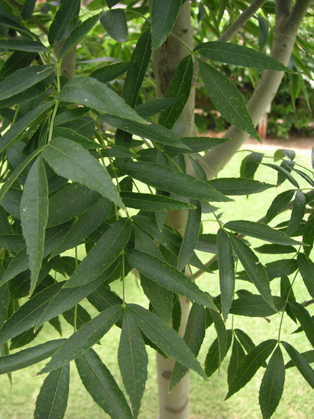 FRAXINUS ANGUSTIFOLIA RAYWOOD