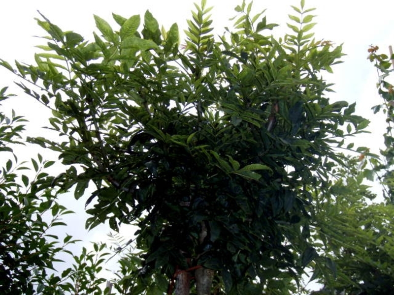 FRAXINUS EXCELS. NANA