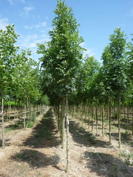 FRAXINUS EXCELS. WESTHOF GLORY