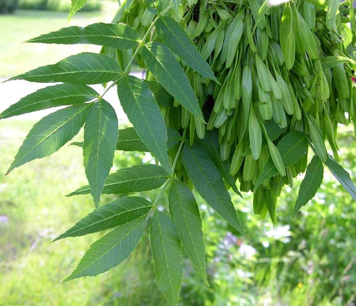 FRAXINUS EXCELSIOR