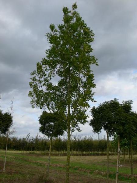 FRAXINUS EXCELS. ALTENA