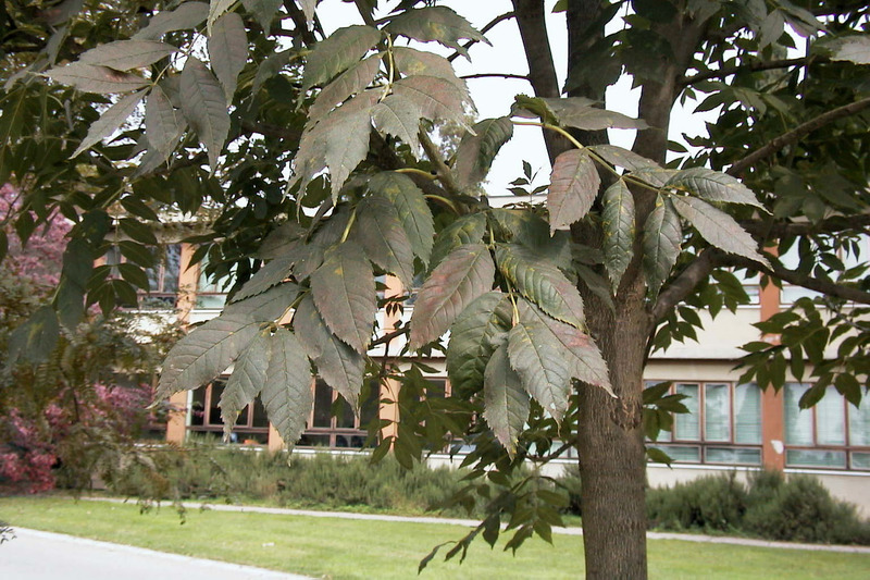 FRAXINUS EXCELS. ALTENA