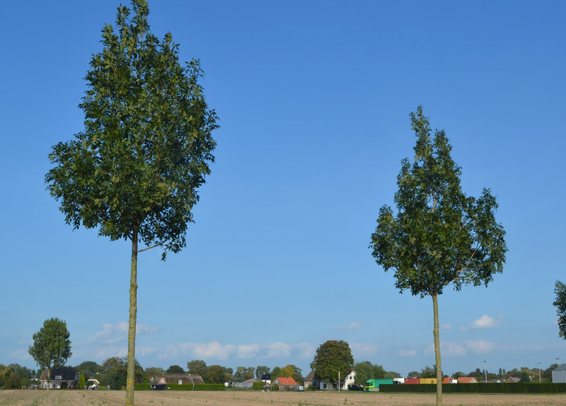 FRAXINUS EXCELSIOR ALTENA