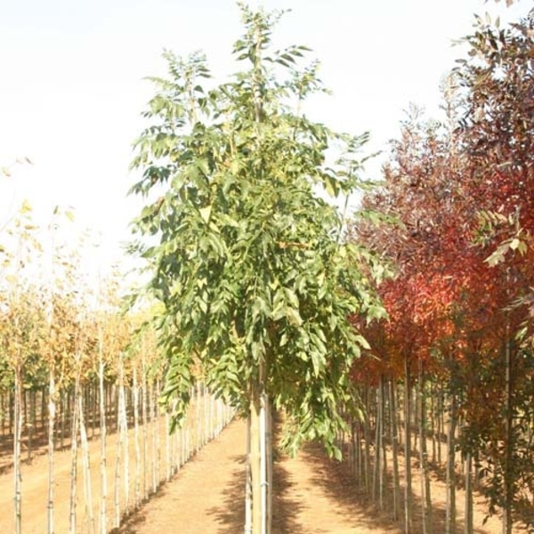 FRAXINUS EXCELS. WESTHOF GLORY
