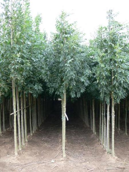FRAXINUS EXCELS. WESTHOF GLORY