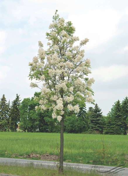 FRAXINUS ORNUS