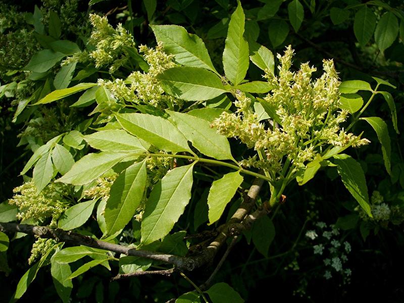 FRAXINUS ORNUS