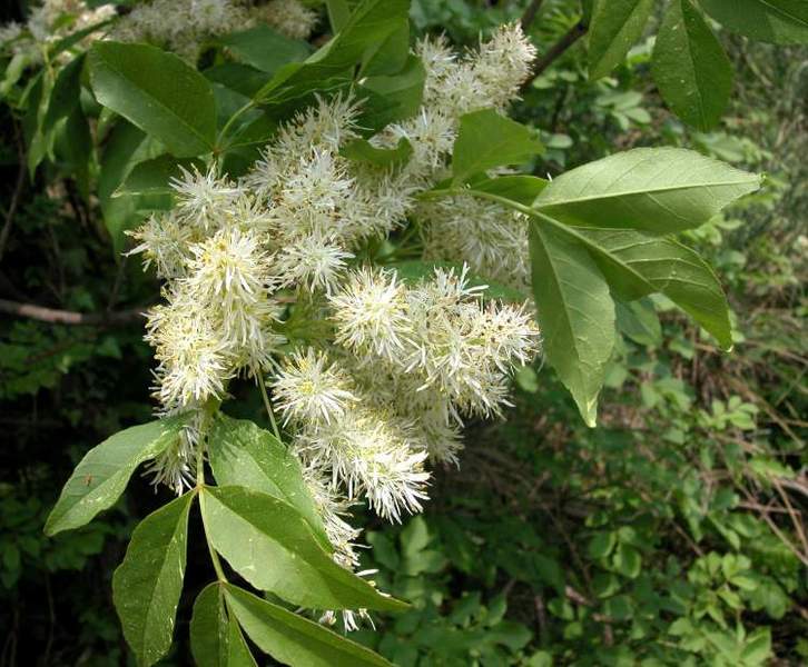 FRAXINUS ORNUS