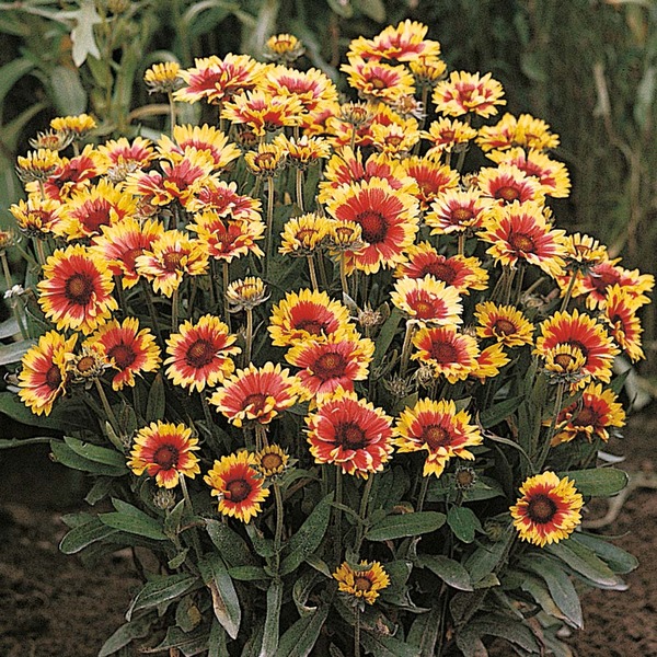 GAILLARDIA ARISTATA KOBOLD