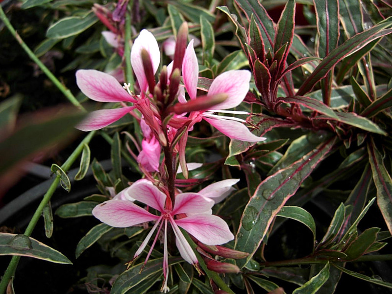 GAURA LINDHEIMERI PASSION. BLU