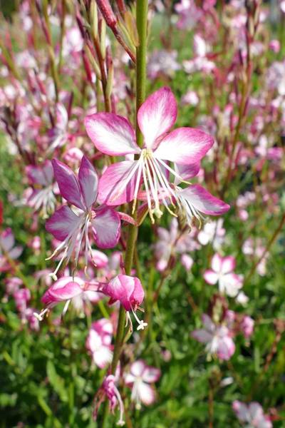 GAURA LINDHEIMERI ROSY JANE
