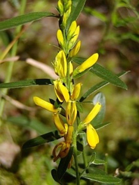 GENISTA LYDIA