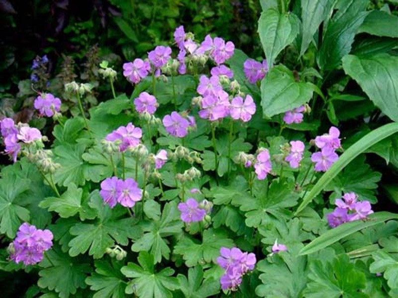 GERANIUM CANTABRIG. CAMBRIDGE