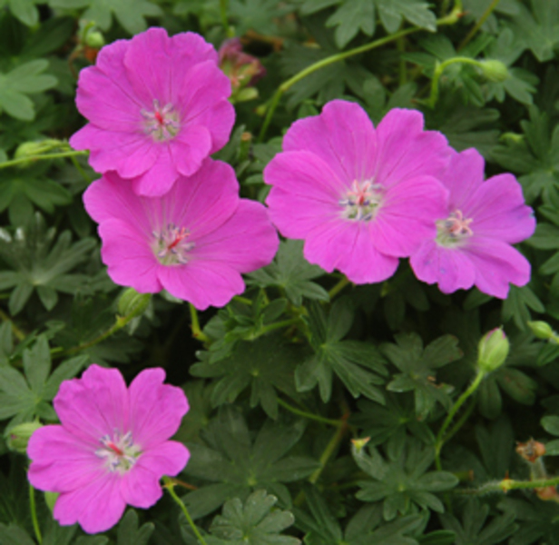 GERANIUM SANG. VISION PINK