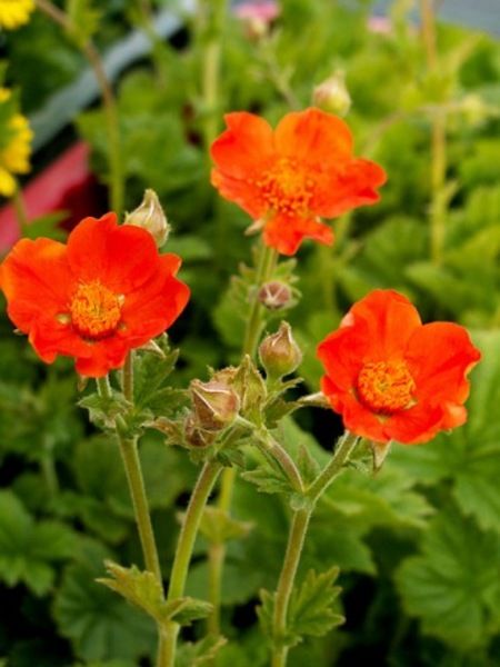 GEUM COCCINEUM BORISII