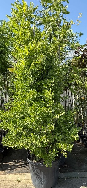GINKGO BILOBA FASTIGIATA