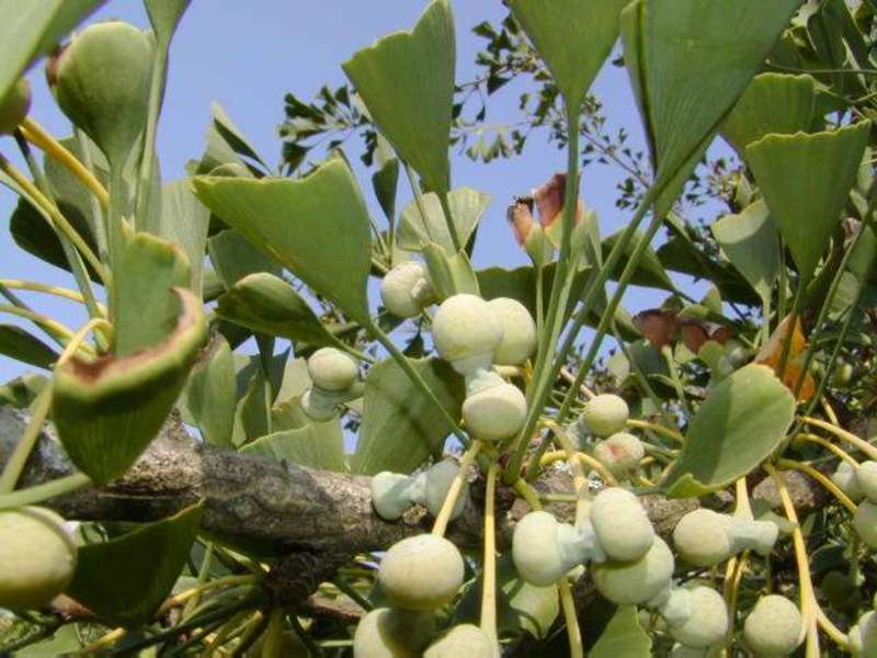GINKGO BILOBA