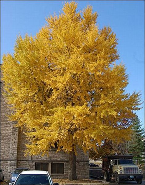 GINKGO BILOBA