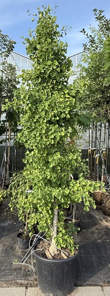 GINKGO BILOBA EIFFEL