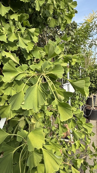 GINKGO BILOBA EIFFEL
