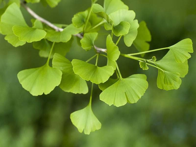 GINKGO BILOBA