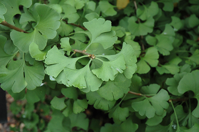GINKGO BILOBA MARIKEN