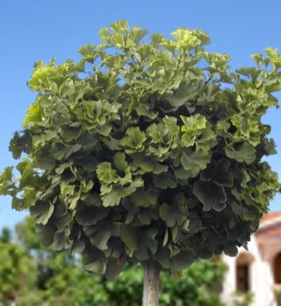 GINKGO BILOBA MARIKEN
