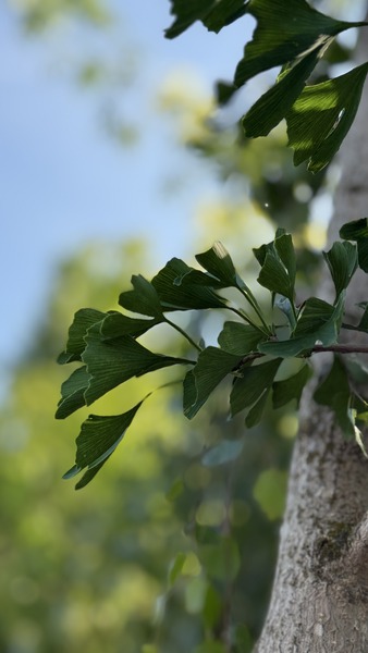 GINKGO BILOBA