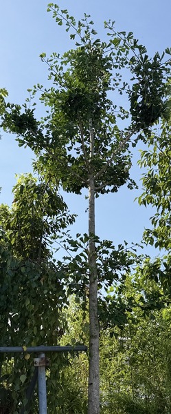 GINKGO BILOBA