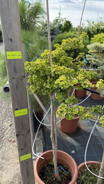 GINKGO BILOBA TROLL