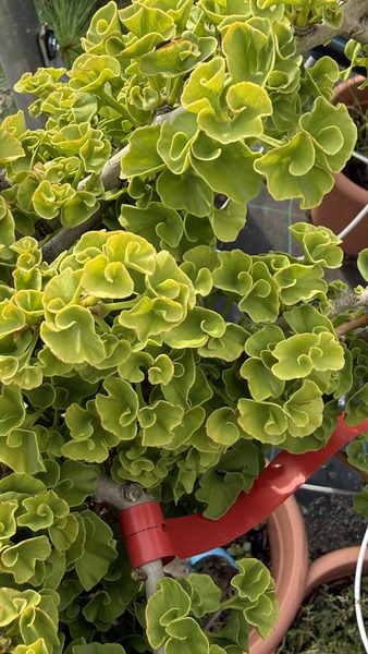 GINKGO BILOBA TROLL
