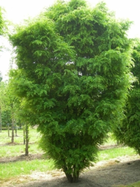 GLEDITSIA TRIACANTHOS ELEGANTI