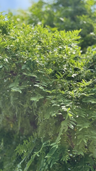 GLEDITSIA TRIACANTHOS GLOBOSA