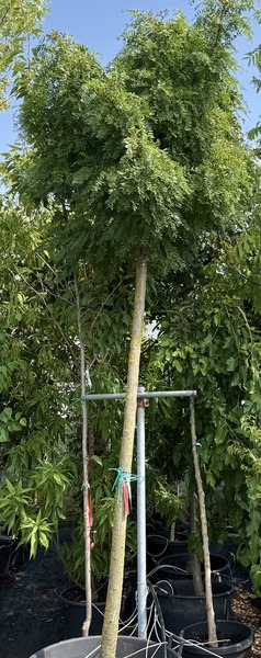 GLEDITSIA TRIACANTHOS GLOBOSA
