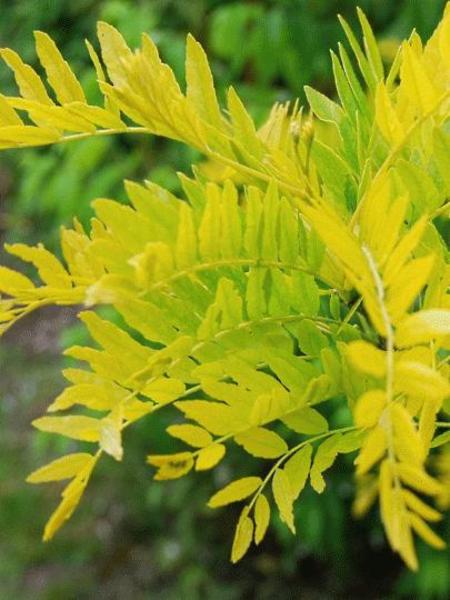 GLEDITSIA TRIACANTHOS SUNBURST
