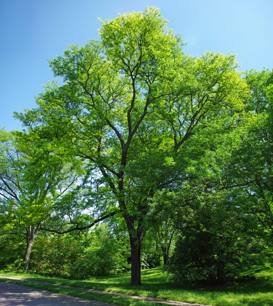 GLEDITSIA TRIACANTHOS SUNBURST