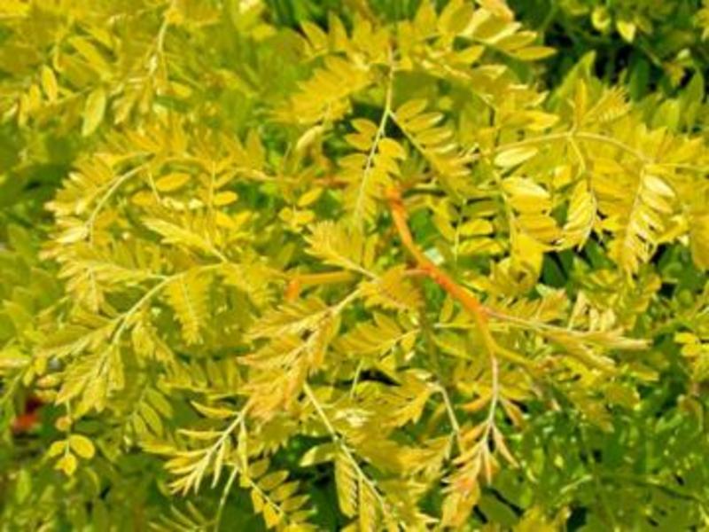 GLEDITSIA TRIACANTHOS SUNBURST
