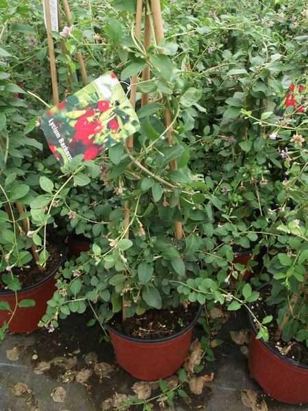 LYCIUM BARBARUM