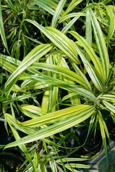 HAKONECHLOA MACRA AUREOLA