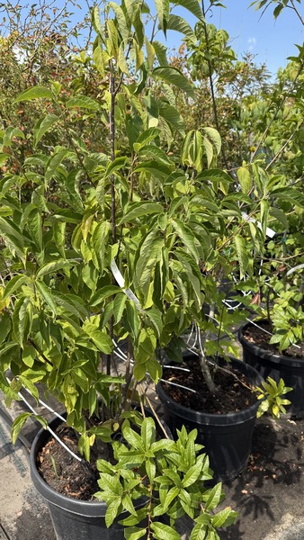 HALESIA CAROLINA
