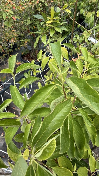 HALESIA CAROLINA