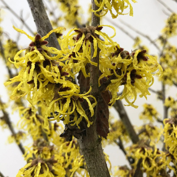 HAMAMELIS IN. ARNOLD PROMISE