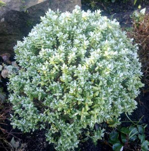 HEBE PINGUIFOLIA