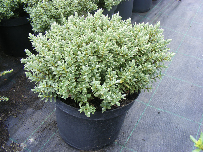 HEBE PINGUIFOLIA
